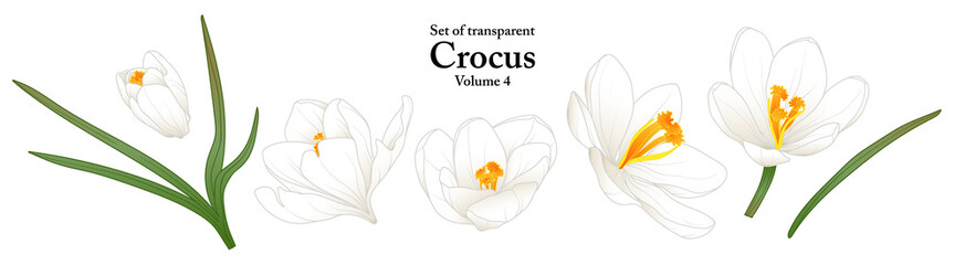 A series of isolated flower in cute hand drawn style. Crocus in vivid colors on transparent background. Drawing of floral elements for coloring book or fragrance design. Volume 4.