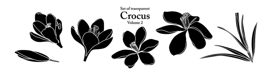 A series of isolated flower in cute hand drawn style. Silhouette Crocus on transparent background. Drawing of floral elements for coloring book or fragrance design. Volume 2.