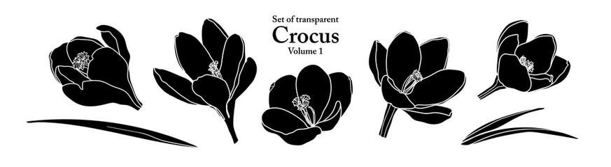 A series of isolated flower in cute hand drawn style. Silhouette Crocus on transparent background. Drawing of floral elements for coloring book or fragrance design. Volume 1.