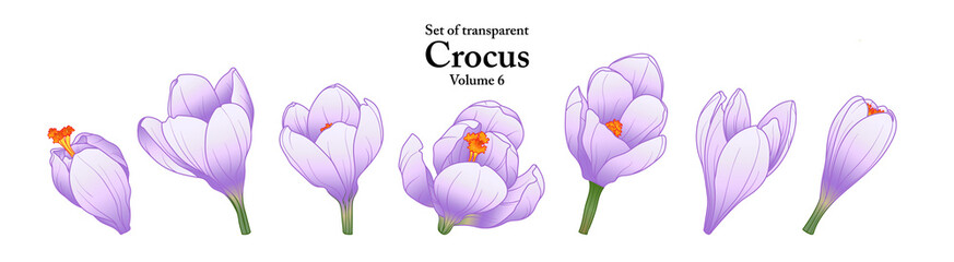 A series of isolated flower in cute hand drawn style. Crocus in vivid colors on transparent background. Drawing of floral elements for coloring book or fragrance design. Volume 6.