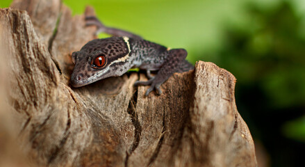 Fototapeta premium Grey gecko with red eyes climbing on a tree. Green background.