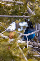 Blue bird that i captured at one of the lookout points at bryce canyon