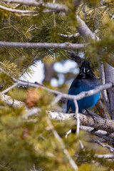 Blue bird that i captured at one of the lookout points at bryce canyon