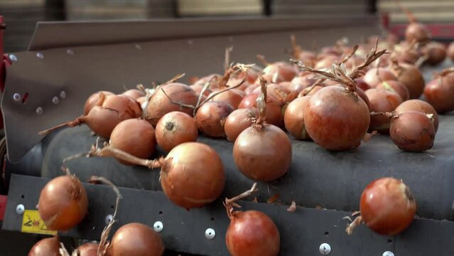 Freshly Harvested Onions Moving Along Conveyor Belt. Onion Production. Sorting Machine Conveyor Belt with Harvested Onions.