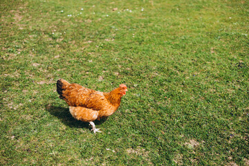 Free range chicken on a lawn pecking the ground outside a farm. Golden Comet Chicken. Hen free roaming in a green field, full body