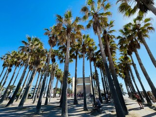 Palmera