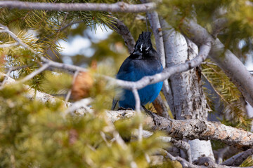 Blue bird that i captured at one of the lookout points at bryce canyon