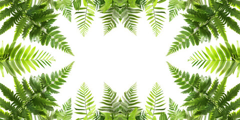 Fototapeta na wymiar Ferns and Leaves lush green leaves, arranged in on white background. png