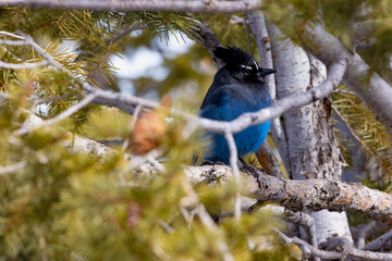 Blue bird that i captured at one of the lookout points at bryce canyon