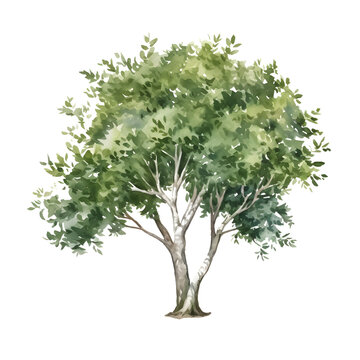 bush watercolor style, illustration.