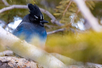 Blue bird that i captured at one of the lookout points at bryce canyon