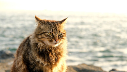 Long hair furry and green eyes brown cat with sea background under sun