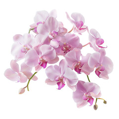 Naklejka na ściany i meble Bunch of Pink orchid on white background,png