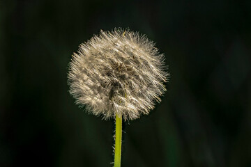 dandelion seeds ready to blow in the wind