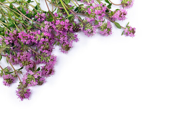 Violet flowers Thymus vulgaris ( thyme ) on a white background with space for text. Top view, flat lay