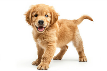A golden retriever puppy with a beaming smile and bright eyes on white background.