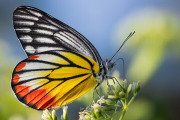 Painted Jezebel colorful butterfly gathering pollen - 785471873