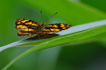 Butterfly the Common jester standing on a blade of grass, Thailand - 785472059
