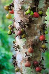 Ficus tree with many green and red fruits growing on the trunk. - 785472070