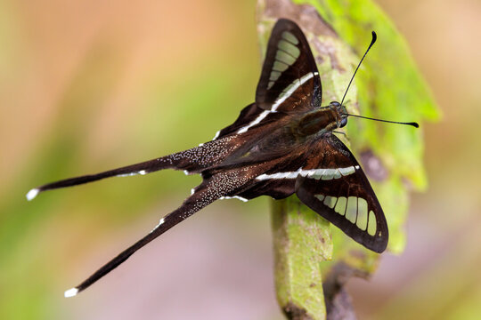 The White Dragontail butterfly gathering pollen and flying.