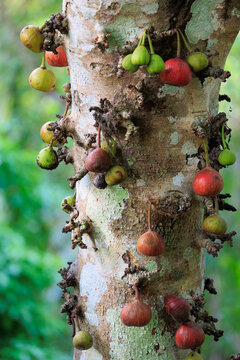 Ficus tree with many green and red fruits growing on the trunk.