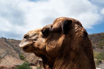 A camel is standing in a desert with a cloudy sky in the background. The camel has a brown and white face and is looking towards the camera