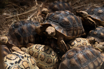 A group of brown and tan turtles are laying on the ground. The turtles are all different sizes and are scattered around the area