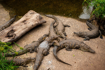 A group of crocodiles are laying on the ground near a log. The scene is peaceful and calm