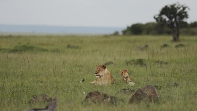 Lions in Masai Mara, Kenya