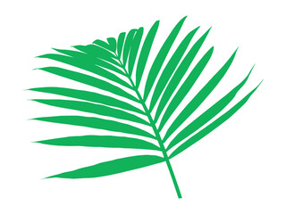 Fototapeta na wymiar Coconut Leaf Tropical Leaves Illustration 
