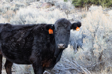 Cow on the side of a country road in utah