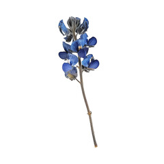 Close-Up View of a Single Bluebonnet Flower