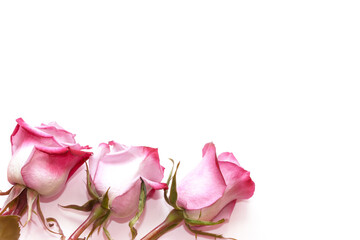 pink rose isolated on white