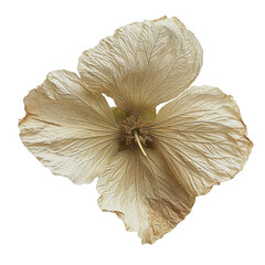 A single beige dried flower