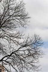 Tree branches without leaves on cloudy sky background