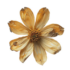 A single yellow dried flower