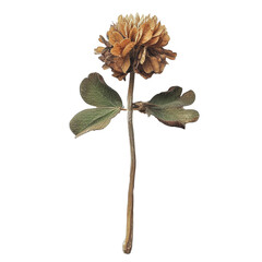 Dried Clover With a Brown Flower