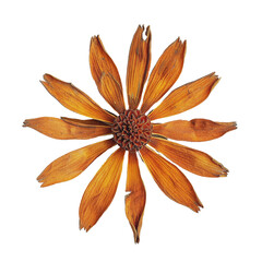 A single orange dried flower