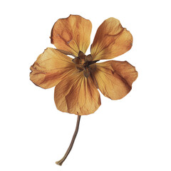Single Dried Brown Flower