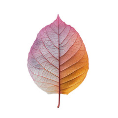 Close-Up of a Single Dry Colorful Leaf - obrazy, fototapety, plakaty