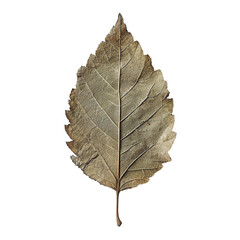 Close-Up of a Single Dry Green Leaf - obrazy, fototapety, plakaty