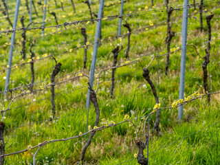 Junge Triebe am Weinstock im Frühjahr