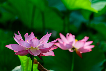 美しいピンクの蓮の花