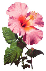 PNG Hibiscus flower plant inflorescence - obrazy, fototapety, plakaty