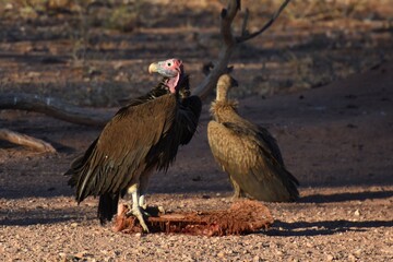 Ohrengeier in Namibia