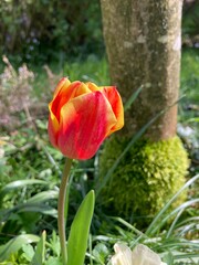 Rote Tulpe blüht im Garten neben Baumstamm - 785483483