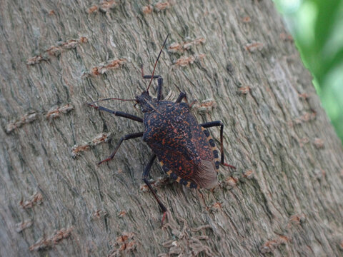 Almond shield bug (Apodiphus amygdali) walking on tree bark