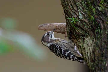 餌を探しているコゲラ
