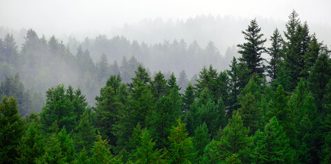 Rainy Lush Green Pine Tree Forest Forrest in Wilderness Mountains