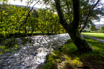 Large Welsh oak trees growing on the banks of the river Glaslyn just outside the village of Beddgelert in Eryri National Park, Wales